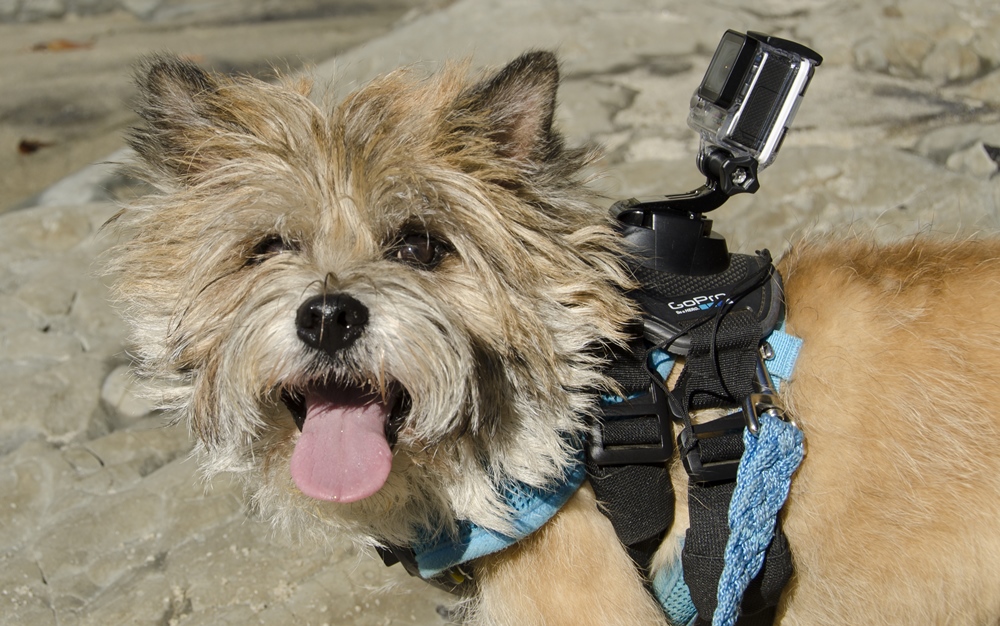 универсальность gopro